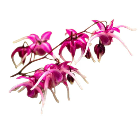 Medazy® Nose Stick – Overcome ED, Premature Ejaculation & Weakness image Medazy® Nose Stick – Overcome ED, Premature Ejaculation & Weakness